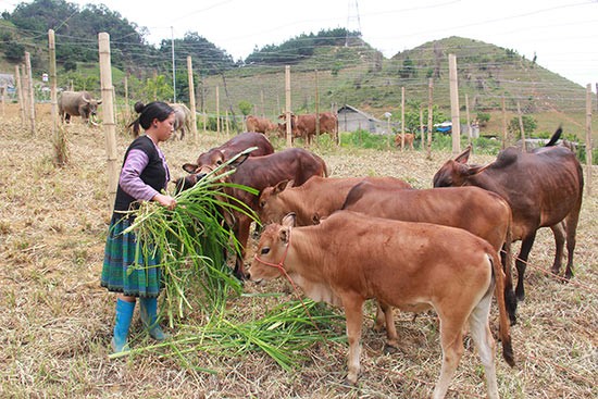 Đoàn công tác Nhật Bản làm việc với tỉnh Sơn La - ảnh 1